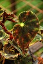 Colourful leaf in yellow, green, maroon and red