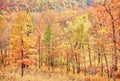 Colourful leaves in autumn or fall