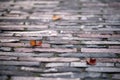 Colourful leaves on grey street stones