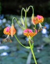 Leopard lilies by the lake at the Leckford Estate, Longstock, Hampshire UK