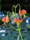 Leopard lilies by the lake at the Leckford Estate, Longstock, Hampshire UK