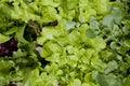 Colourful Lettuce plants - lactuca sativa in the vegetable garden - fresh salad leaves are growing on the veggie farm Royalty Free Stock Photo