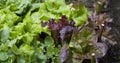 Colourful Lettuce plants - lactuca sativa in the vegetable garden - fresh salad leaves are growing on the veggie farm Royalty Free Stock Photo