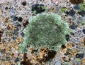 Colourful lichen on rocks at seaside Royalty Free Stock Photo