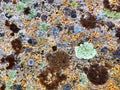 Colourful lichen on rocks at seaside