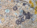 Colourful lichen on rocks at seaside Royalty Free Stock Photo