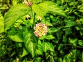 Colourful Little Flowers Blooming In The Botanical Garden