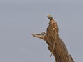 Colourful lizard on branch, checking for danger Royalty Free Stock Photo