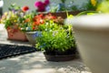 Colourful lobelia erinus flowers blossoming in a flowet pot in a garden Royalty Free Stock Photo