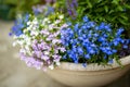 Colourful lobelia erinus flowers blossoming in a flowet pot in a garden Royalty Free Stock Photo