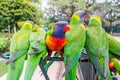 Colourful lorikeet looking while all the other lorikeets having their backs to camera