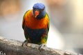 A Colourful Lorikeet in my Garden