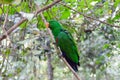 Colourful Lorikeet in South Africa