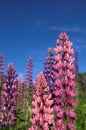 Colourful Lupins 1 Royalty Free Stock Photo