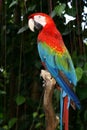 Colourful macaw bird