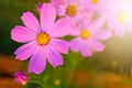 Cosmos flower in the garden and morning sunlight