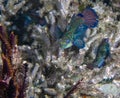 Colourful Madarinfish Synchiropus splendidus on a night dive