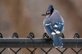 Colourful and Majestic Blue and White Bluejay Perched on a Fence