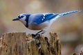 Colourful and Majestic Blue and White Bluejay Perched on a Tree Stump