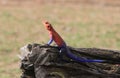 Colourful Male Gecko basking on a large wooden tree trunk with a natural background