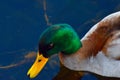 A duck of many colours Royalty Free Stock Photo