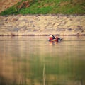 A colourful male mandarin duck. Aix galericulata. Royalty Free Stock Photo