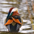 A colourful male mandarin duck. Aix galericulata Royalty Free Stock Photo