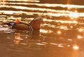 A colourful male mandarin duck. Aix galericulata Royalty Free Stock Photo