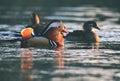 A colourful male mandarin duck. Aix galericulata Royalty Free Stock Photo