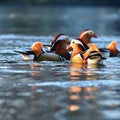 A colourful male mandarin duck. Aix galericulata Royalty Free Stock Photo