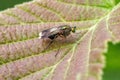 Semaphore Fly - Poecilobothrus nobilitatus, resting on a leaf.