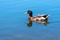 Colourful Mallard duck swims in the lake or river on reflection shadow under sunlight landscape.Birds and animals in wildlife. Royalty Free Stock Photo