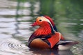 Colourful mandarin duck floating on a pond with ripples of water Royalty Free Stock Photo