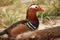 Colourful Mandarin duck looking in the garden