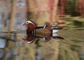 Colourful Mandarin Duck