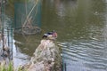 Colourful mandarin duck swimming in the river