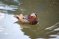 Colourful mandarin duck swimming in the river