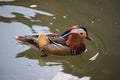 Colourful mandarin duck swimming in the river