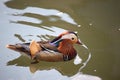 Colourful mandarin duck swimming in the river