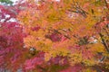 Colourful maple leafs on tree during autumn season