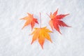 Colourful maple leave falling on fresh white snow ice Royalty Free Stock Photo