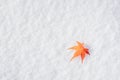 Colourful maple leave falling on fresh white snow ice Royalty Free Stock Photo