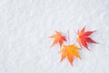 Colourful maple leave falling on fresh white snow ice Royalty Free Stock Photo