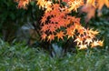 Colourful maple leaves in autumn at Japanese forest