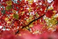 Colourful maple leaves in Japan during Autumn Koyo season