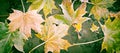 Colourful maple leaves on a porch floor Royalty Free Stock Photo