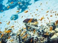 Colourful marine life in Red Sea, Egypt, Dahab.