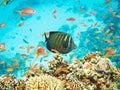 Colourful marine life in Red Sea, Egypt, Dahab. Royalty Free Stock Photo