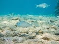 Colourful marine life in Red Sea, Egypt, Dahab.