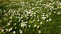 Colourful meadow with white chamomiles. Royalty Free Stock Photo